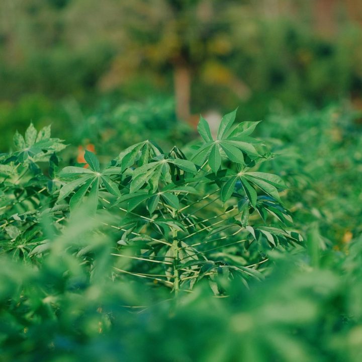 cassava farm investment