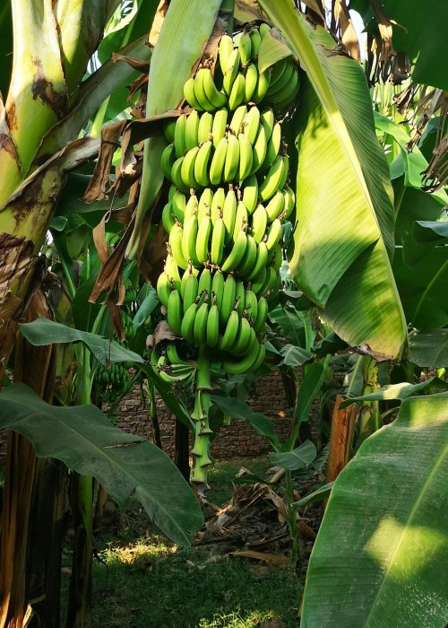 plantain farm investment